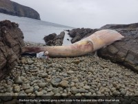 Donegalas piekrastē izskalots milzu valis