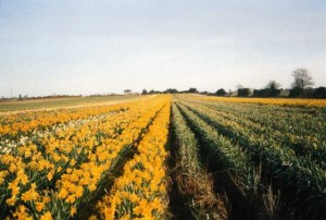 daffodils