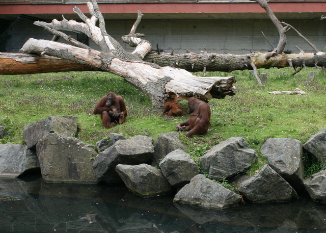 Dublin Zoo akcija – bērniem ieeja bez maksas