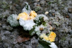 IMG_8463