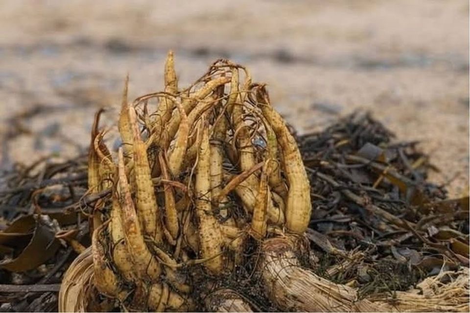 Īrijas pludmalēs izskaloti indīga auga sakneņi